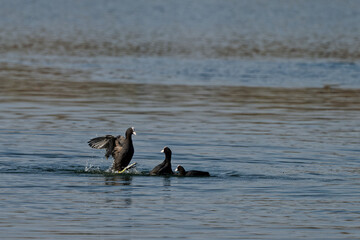 Foulque macroule - Fulica atra
