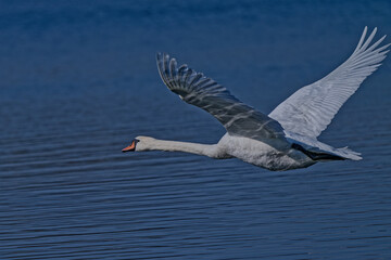 cygne tuberculé - cygnus olor
