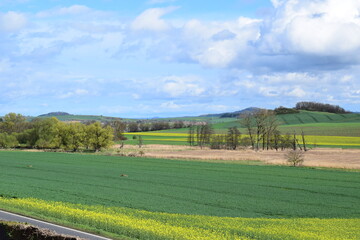 beginning of the yellow blooming fields in the Eifel
