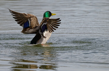 Canard colver - tAnas platyrhynchos,