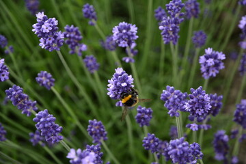 ラベンダーの花と蜂