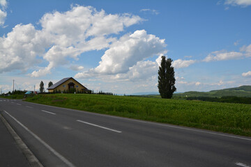 北海道美瑛のケンとメリーの木