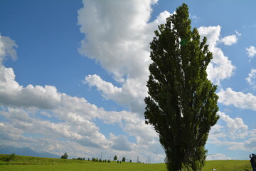 北海道美瑛のケンとメリーの木