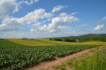 北海道の広大な景色