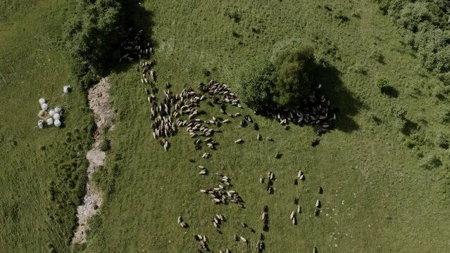 aerial view of sheeps on hills in Tatra mountains