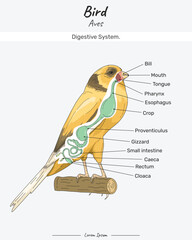 Bird Anatomy Digestive system Canary Yorkshire illustration with text