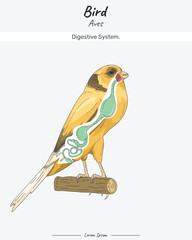 Bird Anatomy Digestive system Canary Yorkshire illustration