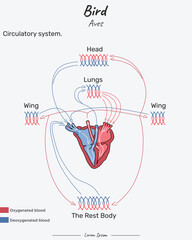 Bird Aves Circulatory system illustration