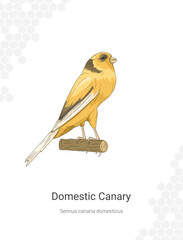 Domestic Canary Serinus canaria domesticus illustration wall decor ideas