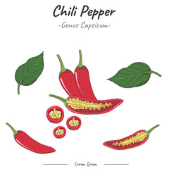 Frutipedia Chili pepper illustration vector