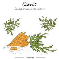 Frutipedia Carrot illustration vector