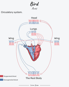 Bird Aves Circulatory system illustration