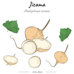 Frutipedia Jicama illustration vector