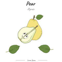 Frutipedia Pear illustration vector