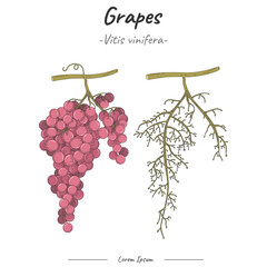Grapes and its branch or shoot illustration vector