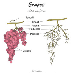 Parts of bunch of Grapes illustration vector with text