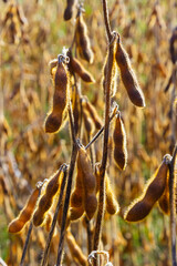 Soybeans pod macro. Harvest of soy beans - agriculture legumes plant. Soybean field - dry soyas pods