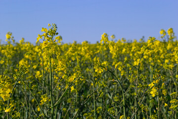The rapeseed field blooms with bright yellow flowers on blue sky in Ukraine. Closeup