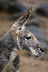 動物園のカンガルー