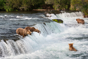 Brown bears fishing at Brooks falls. Red sockeye salmon jumping into a brown bear’s open mouth....