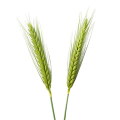 Two ears of wheat isolated on transparent background.