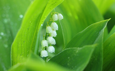Lily of the valley flower with drops of dew on leaves in spring