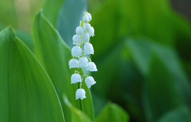 Lily of the valley flower on green background
with leaves in spring