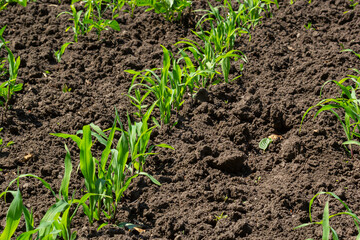 Young corn plants growing on the field on a sunny day. Selective focus