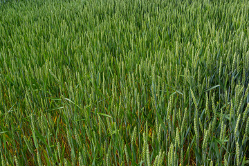 Green wheat field. Green background with wheat. Young green wheat seedlings growing on a field. Agricultural field on which grow immature young cereals, wheat