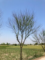 tree in the field