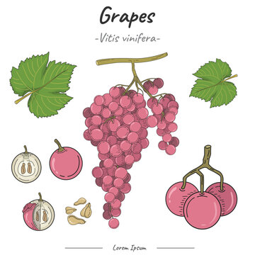 Frutipedia Grapes illustration vector