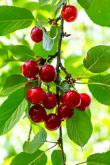 Branch of ripe red cherries on a tree in a garden