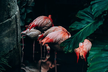 Pink flamingos stand in the water among the leaves