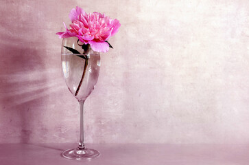 Pink peony flower in a glass of water with copy space