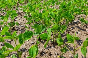 A tender sprout of a soybean agricultural plant in a field grows in a row with other sprouts. Selective focus.