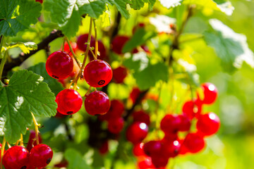 Red currant berries grow in sunny garden. Red currants plantation in summer field. Red currant berries in sunny garden