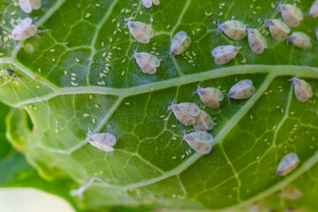 Underside of plants leaves with pest Cabbage Whitefly Aleyrodes proletella adults and larvae on the...
