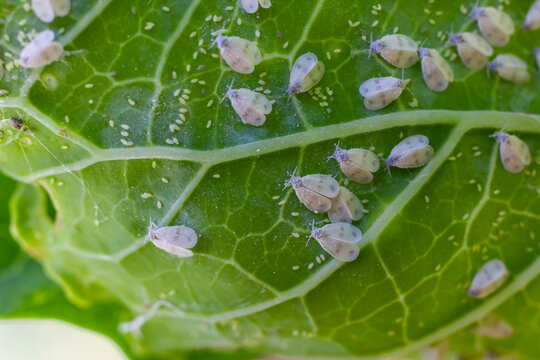 Underside of plants leaves with pest Cabbage Whitefly Aleyrodes proletella adults and larvae on the underside of the leaf. Itis a species of whitefly from the Aleyrodidae family, pest of many crops