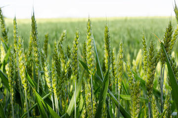 Green wheat field. Green background with wheat. Young green wheat seedlings growing on a field. Agricultural field on which grow immature young cereals, wheat