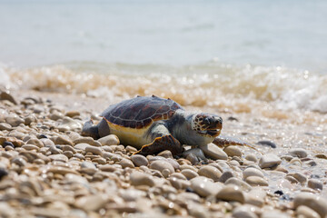 Una tartaruga marina caretta morta sulla spiaggia siciliana di Playa Grande a causa dell'inquinamento, Italia, Sicilia