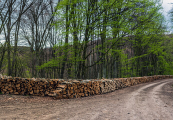 Large stack of newly cut down beech tree timber, stacked by a road in Romania. - 777045621