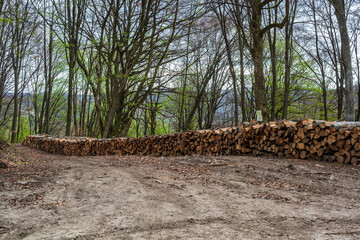 Large stack of newly cut down beech tree timber, stacked by a road in Romania. - 777045693