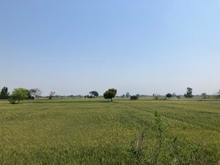 Fototapeta na wymiar field of wheat and sky