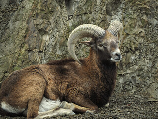 動物園のムフロン