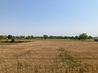Obraz premium field of wheat in summer