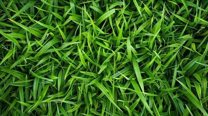 natural background image of young lush green grass 