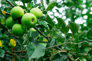 Several green apples on a branch of an apple tree. Copy space