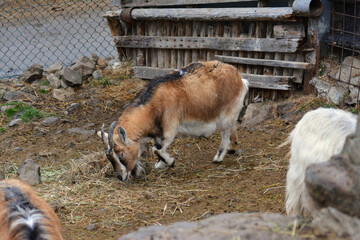 動物園のヤギ