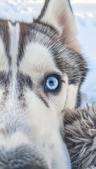 Siberian husky puppy with striking blue eyes, perfect for captivating snowy adventures