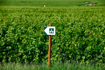 Beaune, Cote de Beaune, Cote d'Or, Burgundy, France, Europe -  bicycle route sign in vineyards